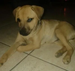 Cachorro raça vira lata idade 2 a 6 meses nome july
