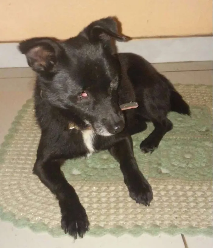 Cachorro ra a Indefinida idade nome Guri