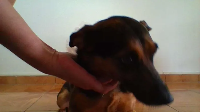 Cachorro ra a indefinida idade 6 ou mais anos nome Yuka