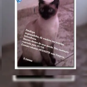 Gato raça SRD idade 7 a 11 meses nome Penélope, Chita