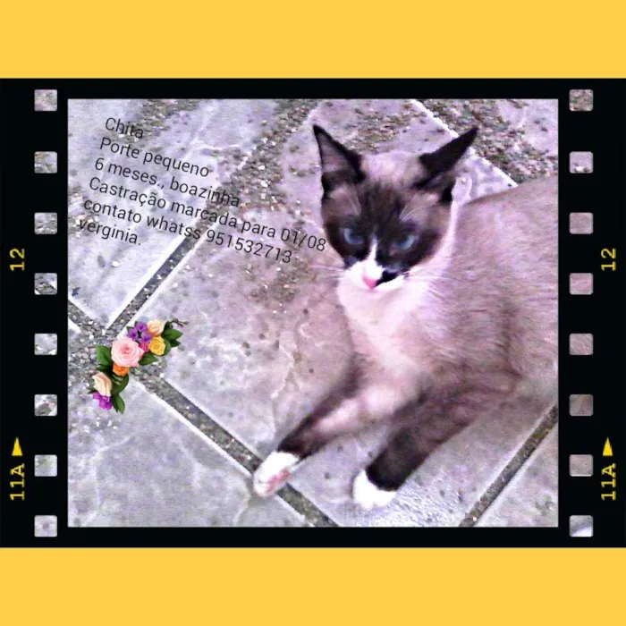 Gato raça SRD idade 7 a 11 meses nome Penélope, Chita