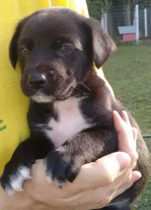 Cachorro raça SRD idade 2 a 6 meses nome Filhote 1
