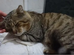 Gato raça SRD idade 2 anos nome Tigrado