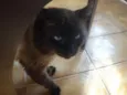 Gatão