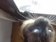 Gatão