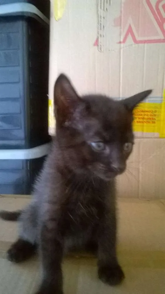 Gato ra a mestiço idade 2 a 6 meses nome sem nome