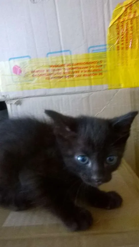 Gato ra a mestiço idade 2 a 6 meses nome sem nome