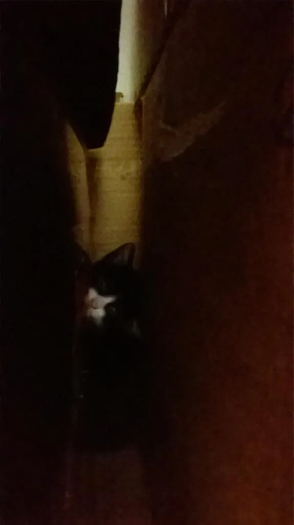 Gato ra a mestiço idade 2 a 6 meses nome sem nome