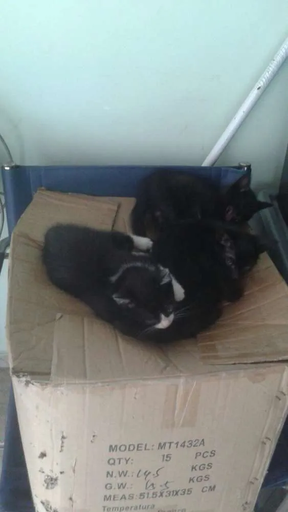 Gato ra a mestiço idade 2 a 6 meses nome sem nome