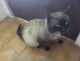 Gatão