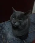 Catito