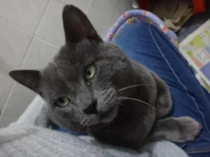 Gato raça SRD idade 2 anos nome Catito