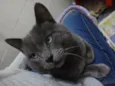 Catito