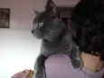 Catito