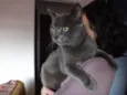 Catito