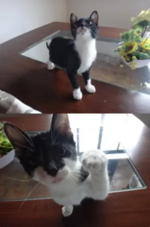 Gato raça SRD idade 2 a 6 meses nome Mamita e seus filhos