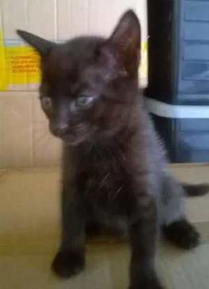 Gato raça mestiço idade 2 a 6 meses nome sem nome