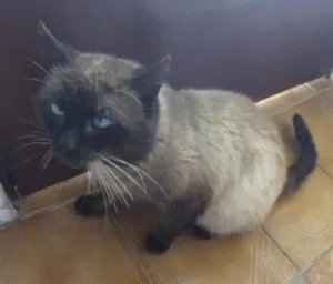 Gato raça SRD idade 2 anos nome Gatão