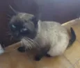 Gatão