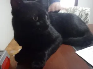 Gato raça SRD idade 7 a 11 meses nome Preto