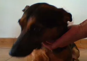 Cachorro raça indefinida idade 6 ou mais anos nome Yuka