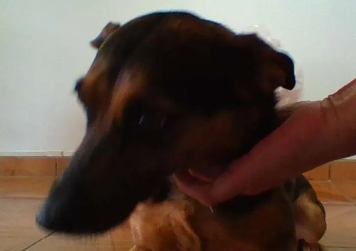 Cachorro ra a indefinida idade 6 ou mais anos nome Yuka
