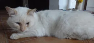 Gato raça SRD idade 7 a 11 meses nome Branco