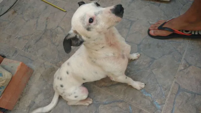 Cachorro ra a Sem raça idade 5 anos nome Spike 