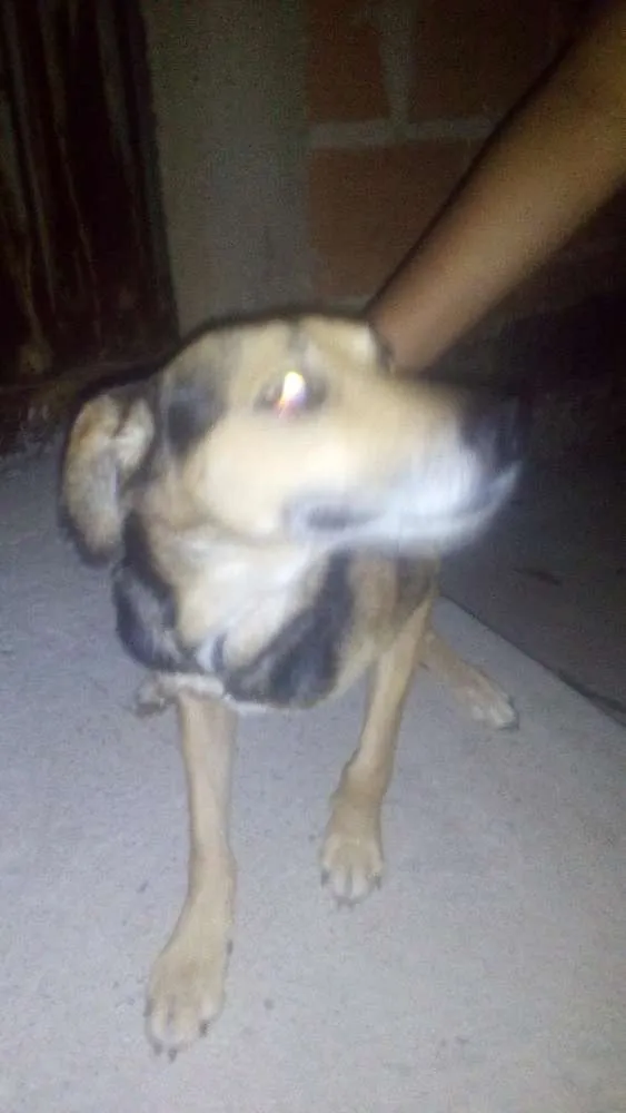 Cachorro raça Srd idade 6 ou mais anos nome Max