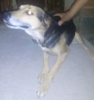 Cachorro raça Srd idade 6 ou mais anos nome Max