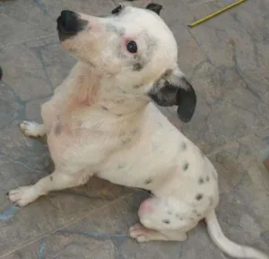 Cachorro raça Sem raça idade 5 anos nome Spike 