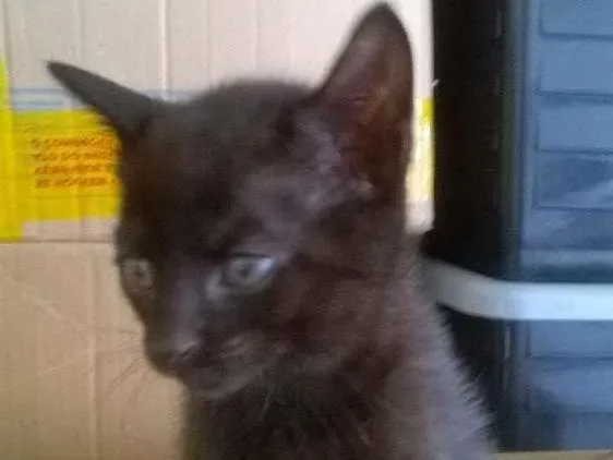 Gato ra a mestiço idade 2 a 6 meses nome sem nome
