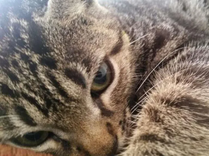 Gato raça sem raça idade 1 ano nome Malene