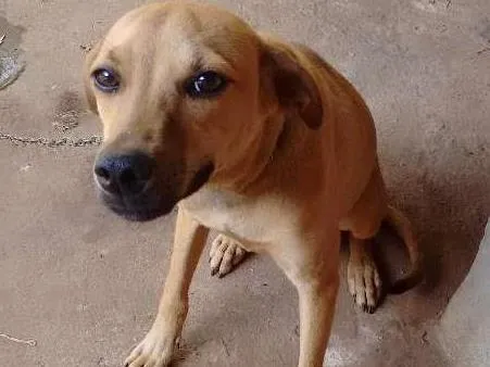 Cachorro ra a Vira lata idade 7 a 11 meses nome Beethoven 
