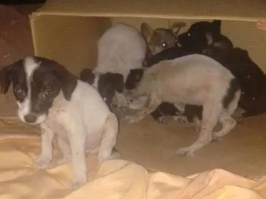 Cachorro raça vira lata idade 2 a 6 meses nome sem nome ainda