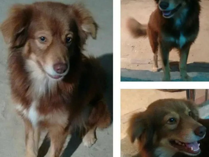 Cachorro ra a  idade 2 anos nome babu