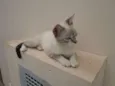 menina
