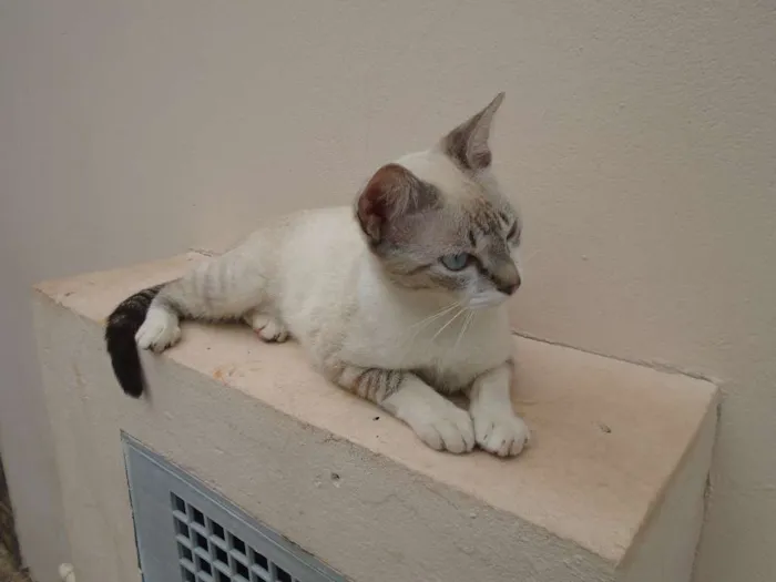 Gato ra a Siamês idade 1 ano nome menina