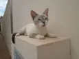 menina