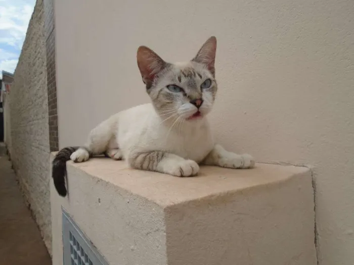 Gato ra a Siamês idade 1 ano nome menina