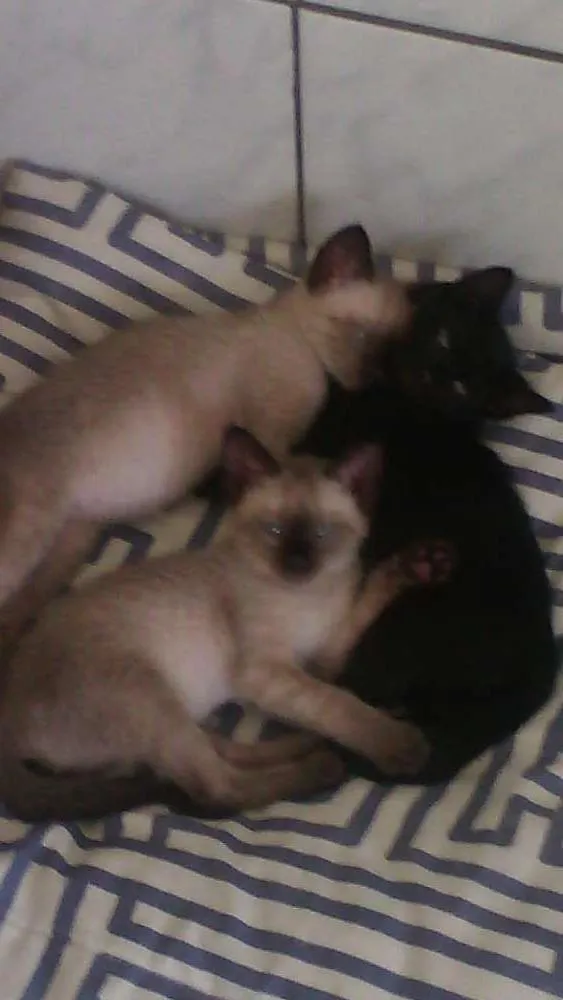 Gato raça SRD idade 2 a 6 meses nome Sem nome