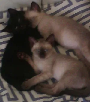 Gato raça SRD idade 2 a 6 meses nome Sem nome