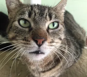Gato raça SRD idade 4 anos nome Leona 