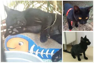 Gato raça SRD idade 2 a 6 meses nome Mingau