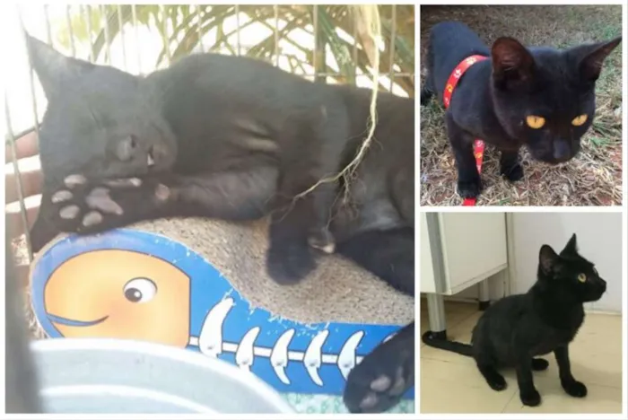 Gato ra a SRD idade 2 a 6 meses nome Mingau