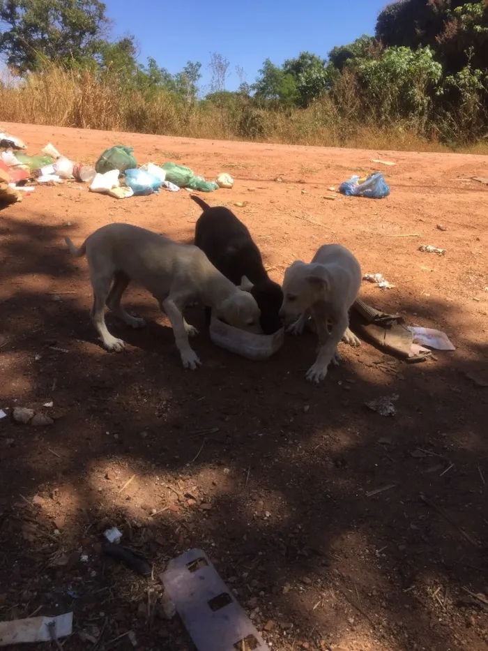 Cachorro ra a Sem raça definida idade Abaixo de 2 meses nome Sem nome 