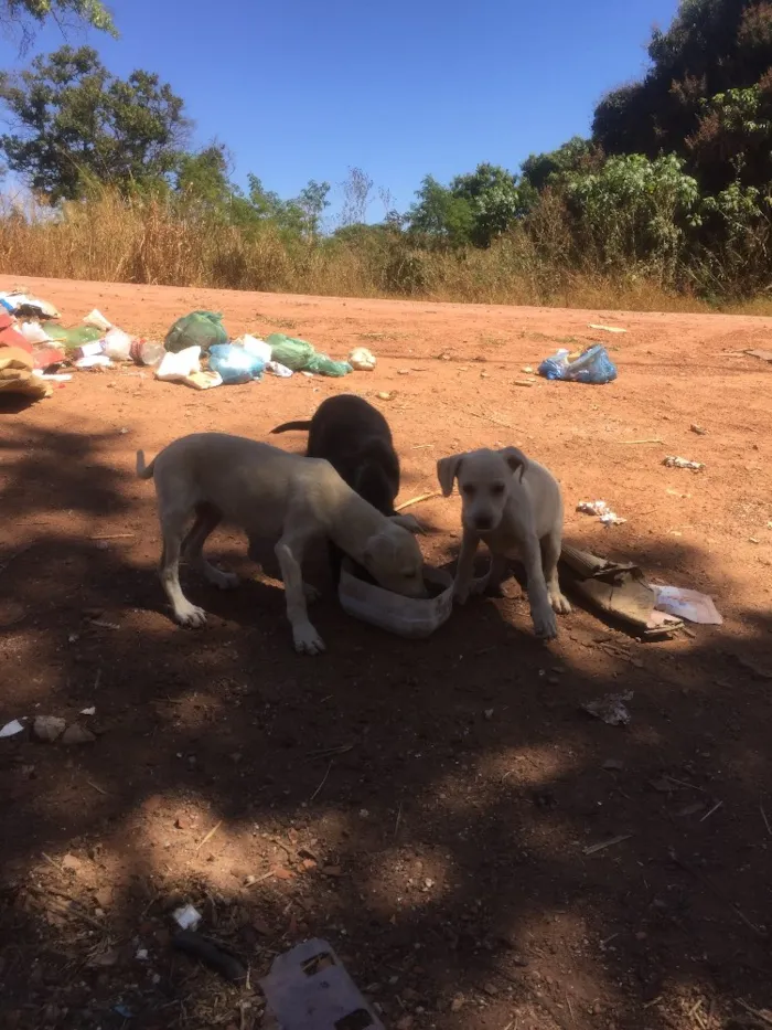 Cachorro ra a Sem raça definida idade Abaixo de 2 meses nome Sem nome 