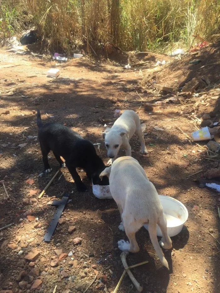 Cachorro ra a Sem raça definida idade Abaixo de 2 meses nome Sem nome 