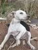 Cachorro raça Sem raça definida idade Abaixo de 2 meses nome Sem nome 