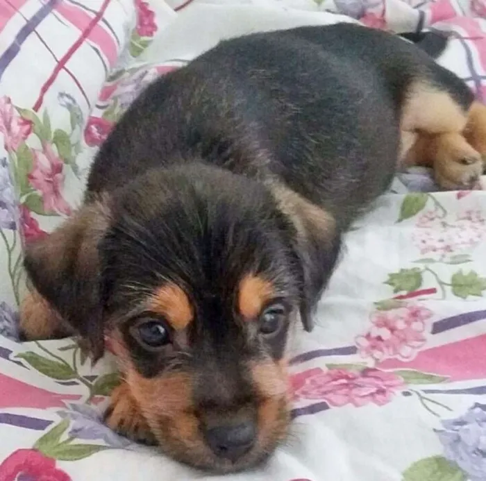 Cachorro raça SRD idade 2 a 6 meses nome Junior